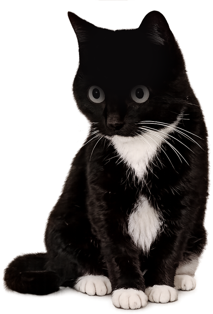 A wide-eyed tuxedo cat, buffering.